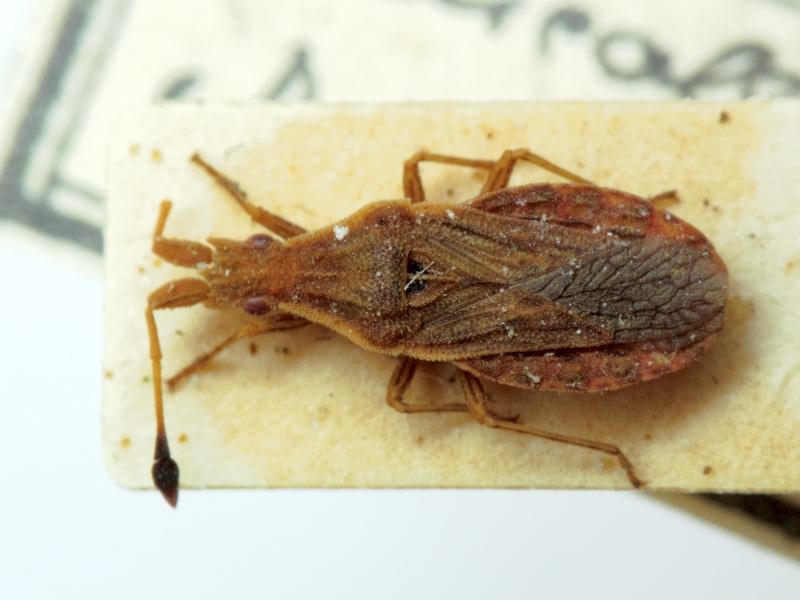 Spathocera lobata (Herrich-Schäffer, 1840)